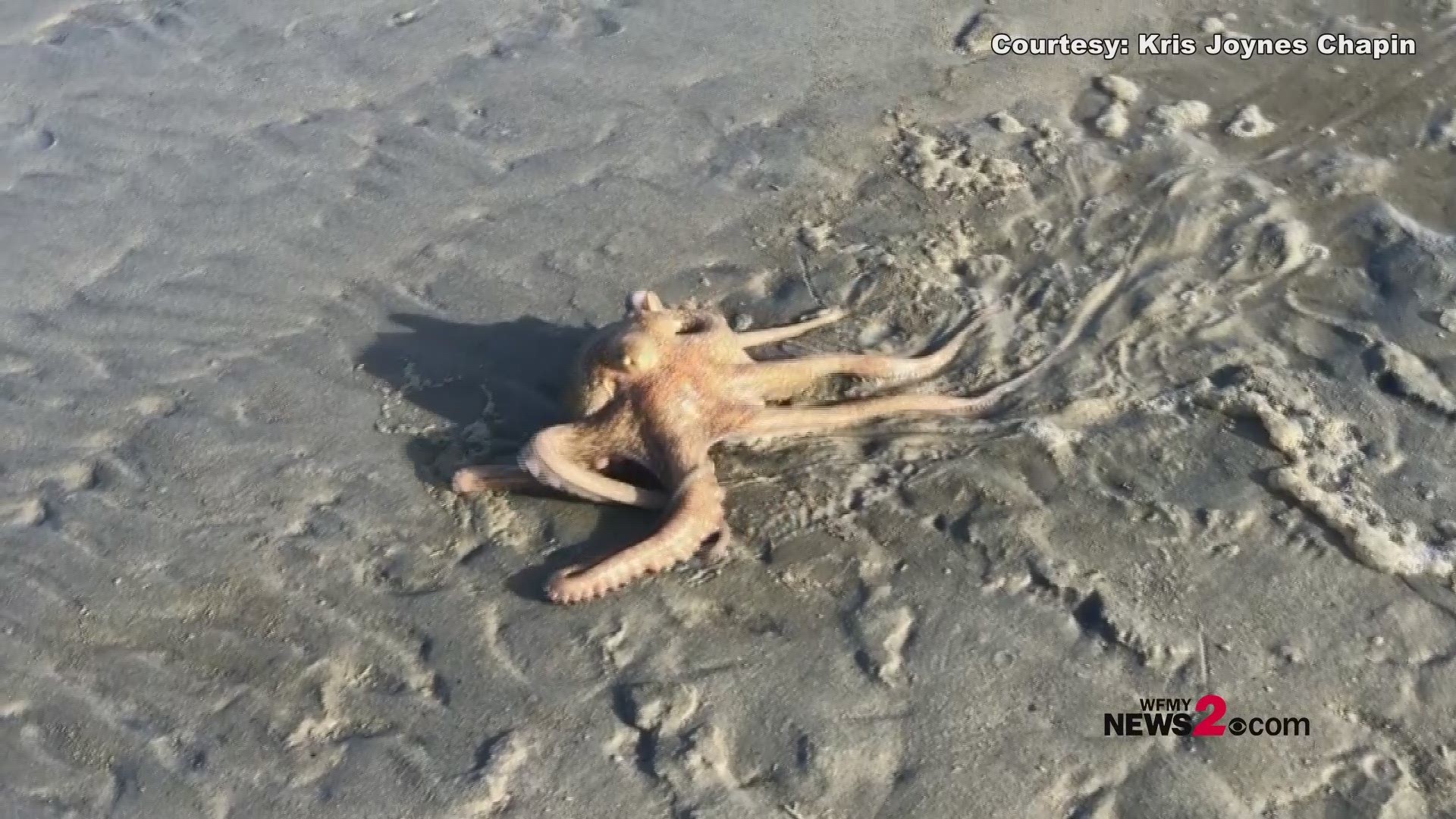 Octopus captured taking a stroll along the sandbar at Topsail Beach in NC.