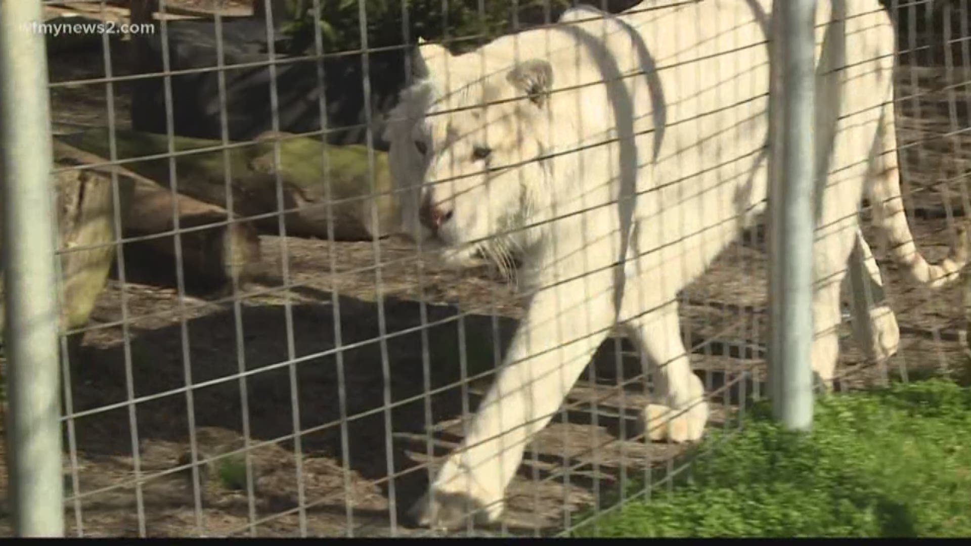 Handlers tried to get the meat out of his throat, but it didn't work.