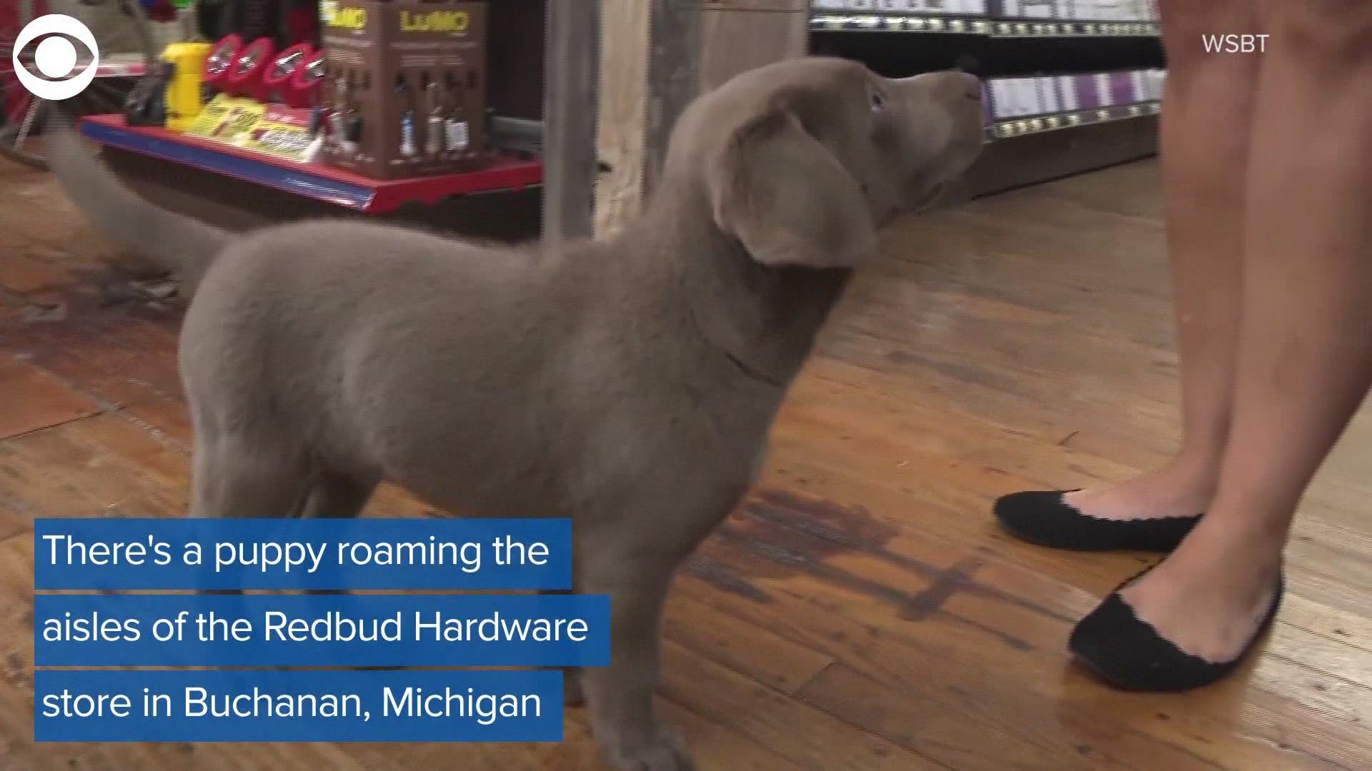 After a Michigan hardware store lost its beloved "shop dog," the owners knew they needed to do something about the emptiness the community felt. Meet "Peat," Redbud Hardware's newest canine employee.