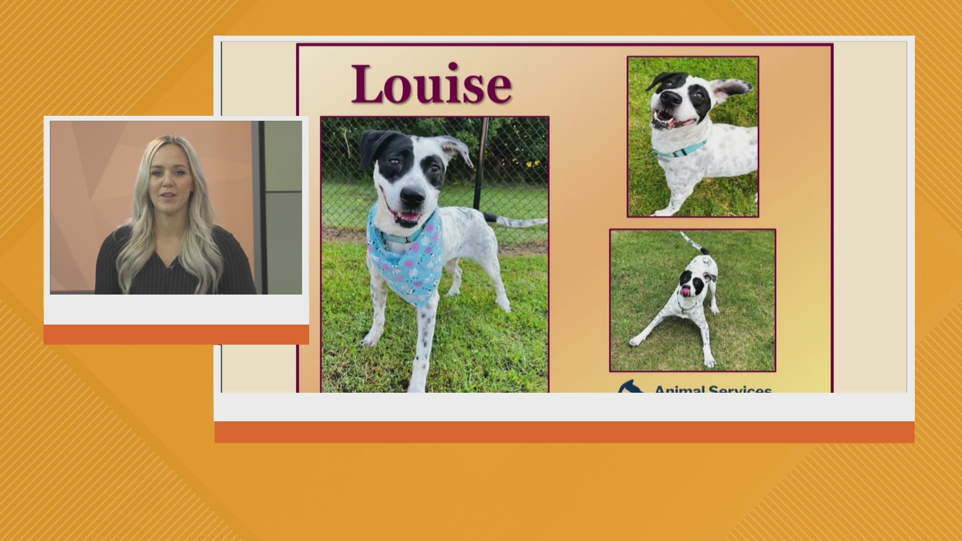 Lets get Louise adopted!