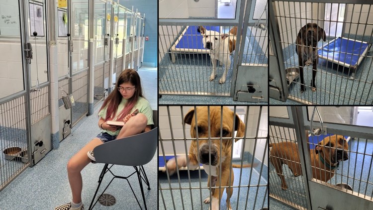All book, no bark! 15-year-old girl reads to Guilford County shelter dogs