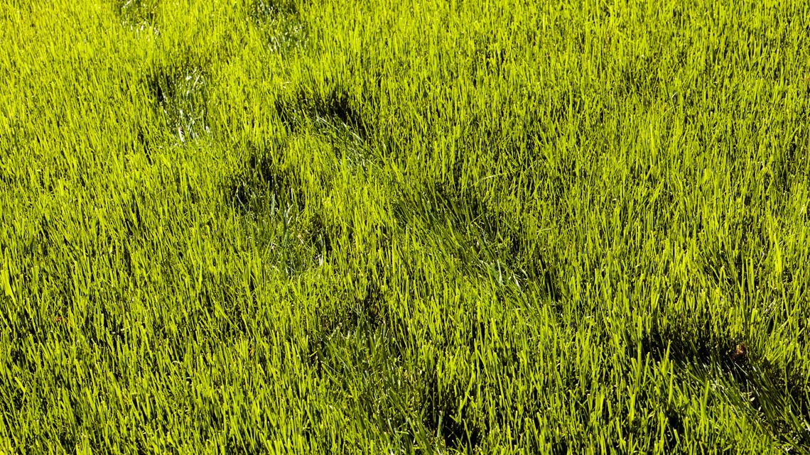 Does your lawn need to be watered? The quick footprint trick