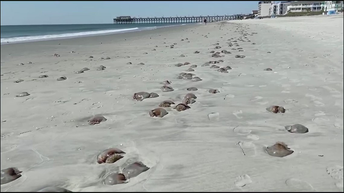 South Carolina police warn about cannonball jellyfish at Myrtle Beach