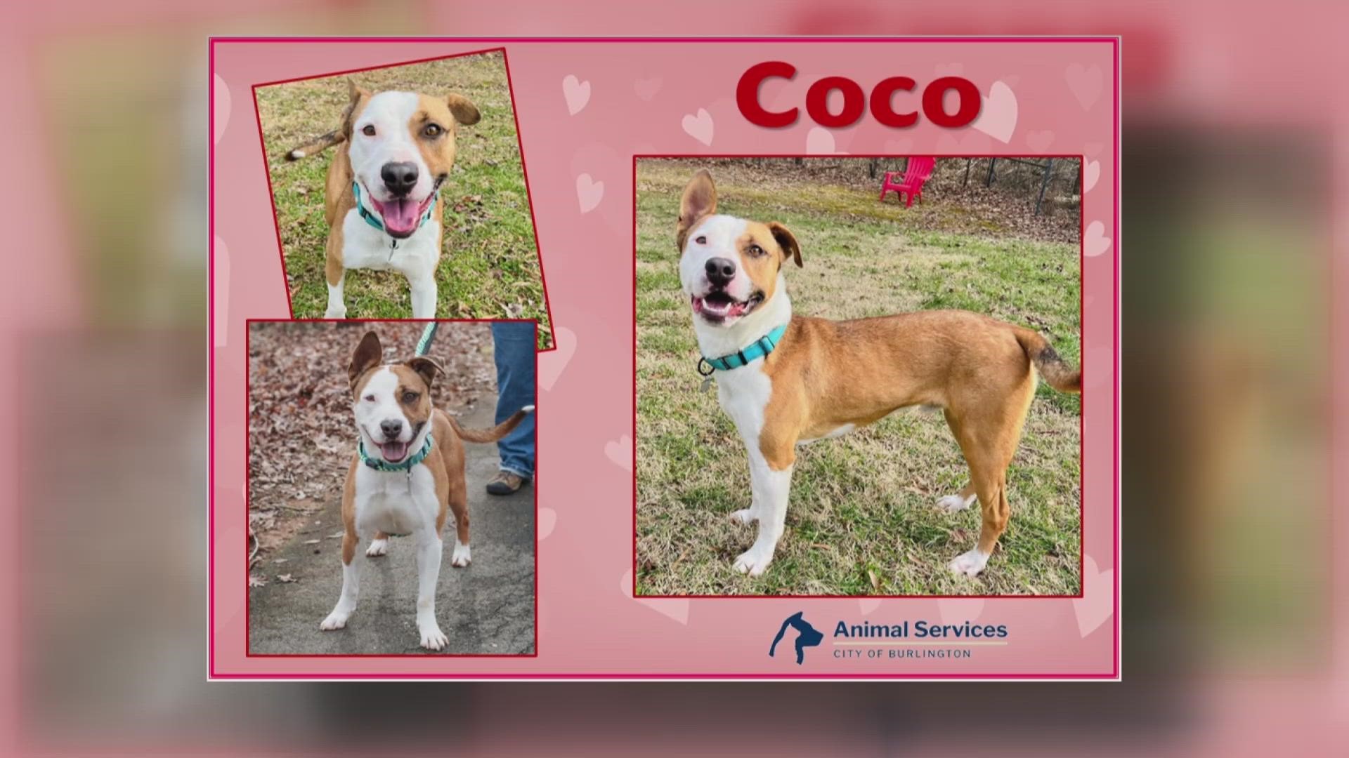 Let’s get Coco adopted!