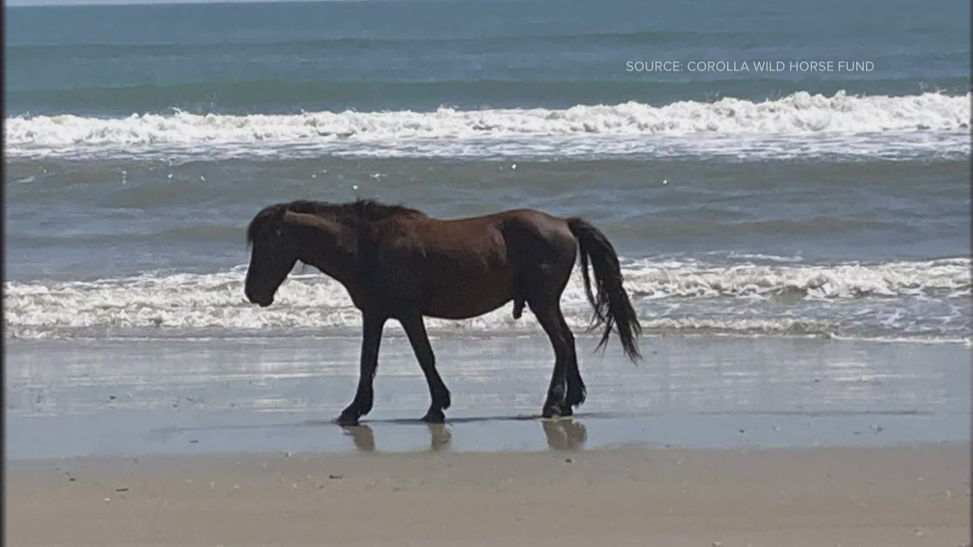 The Corolla Wild Horse Fund is in mourning on Monday after one of its horses was hit by a car around 5 a.m.