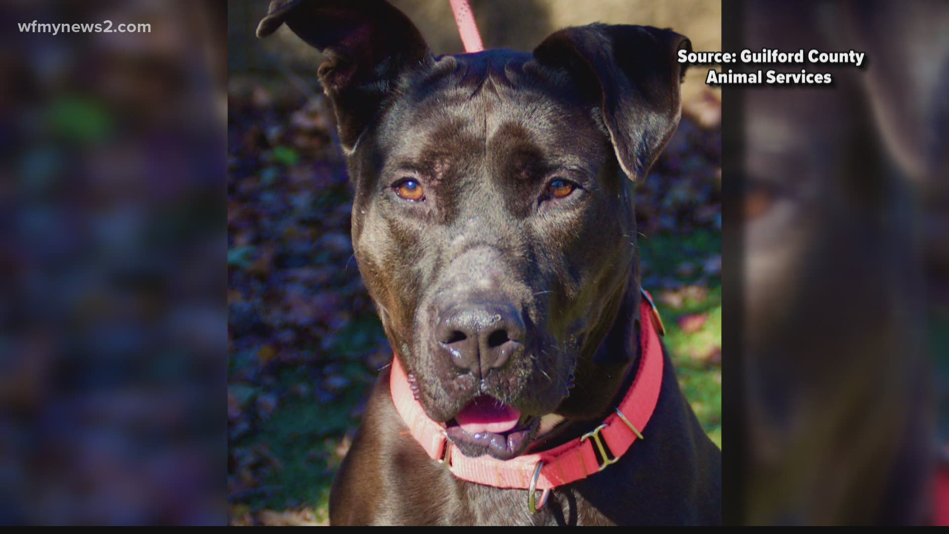 Our friends with Guilford County Animal Services say he's a big puppy at heart.