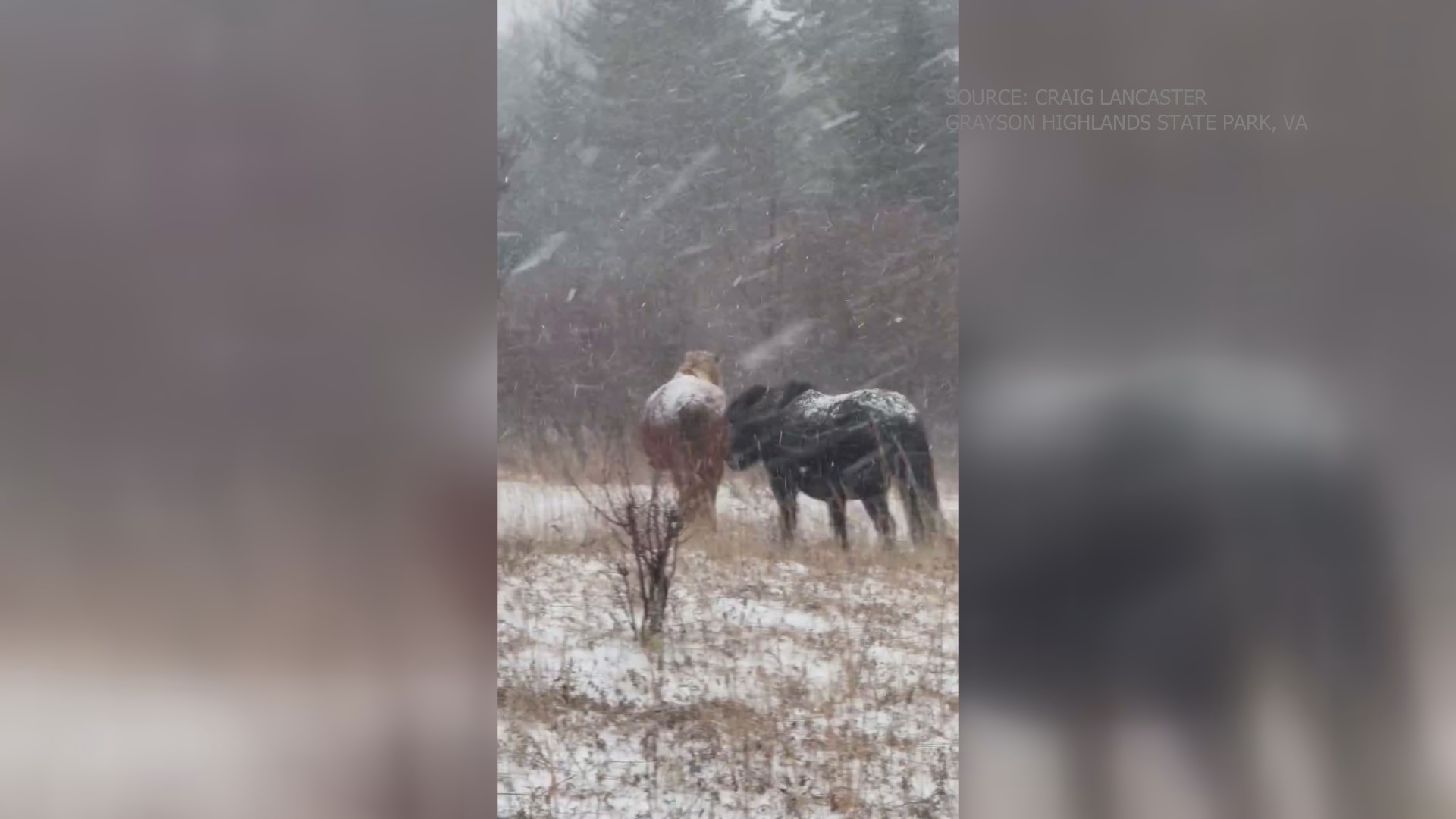 Did it snow in the NC mountains last night?