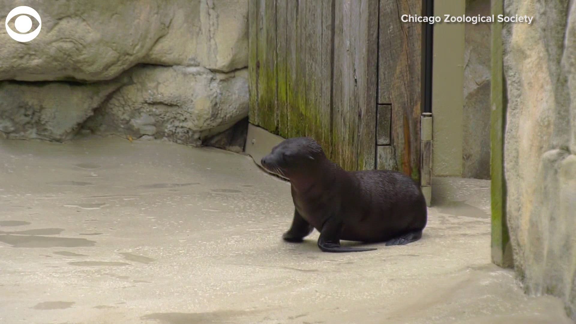 Say hello to Charger the California sea lion! The pup was born last month and just made his debut at Brookfield Zoo in Illinois.