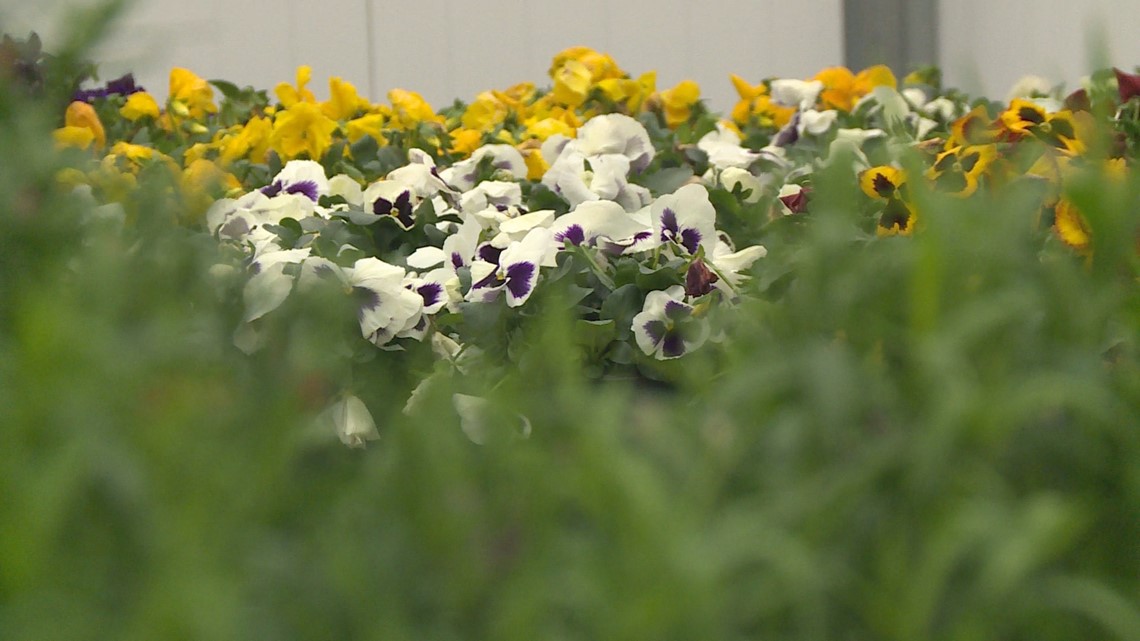 Warm weather keeps garden centers busy, but warn against planting - Vimarsana News