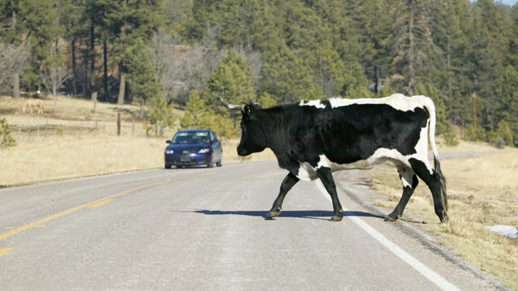Holy cow! Multiple cars hit a cow wandering in the roadway