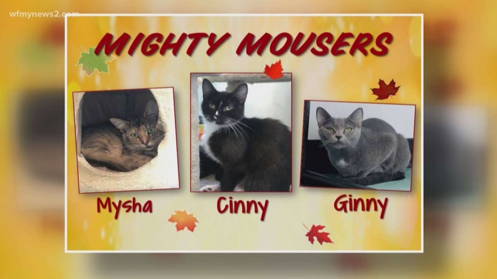 In today's 2 The Rescue segment, we want you to meet the Mighty Mousers. They are at Burlington Animal Services waiting for you.