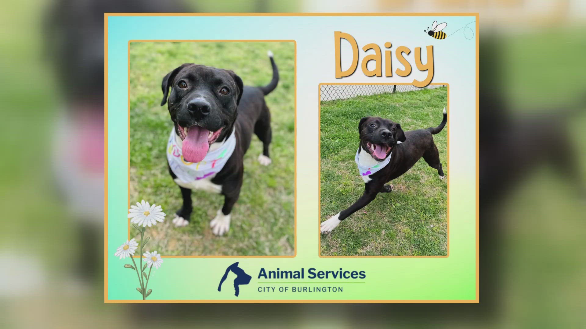 Let's get Daisy adopted!