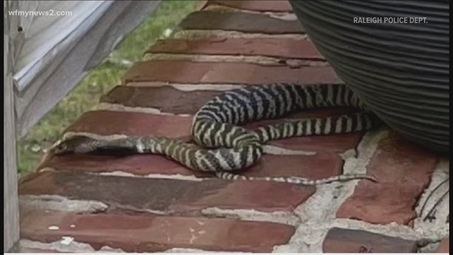 It's called a zebra cobra, and it's a venomous snake that's missing in a Raleigh neighborhood. The serpent doesn't just bite - it spits venom!