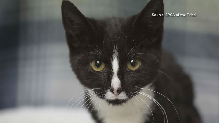 2 The Rescue: Meet Zebra