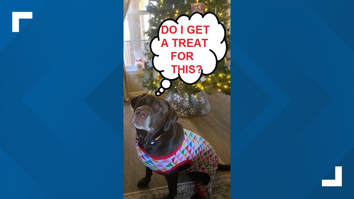 Are rawhides dangerous for dogs? What about poinsettias?