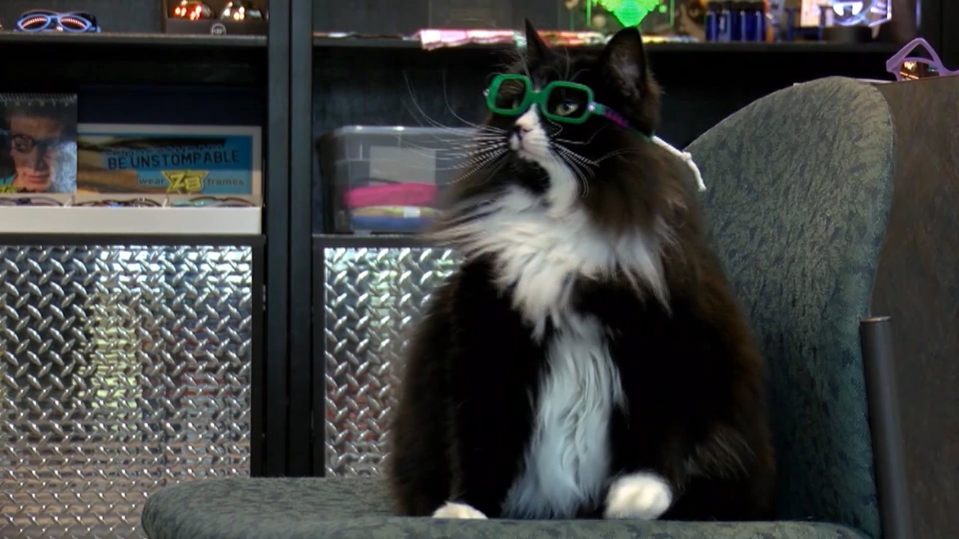 Truffles the cat works at a Pennsylvania eye doctor’s office, and she sports all kinds of eyewear as an example to children who need glasses.
