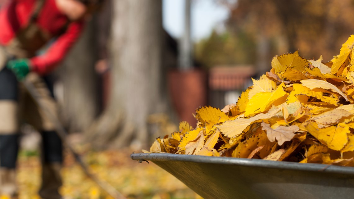 Opinion: Stop Bagging Leaves in Plastic - Huntington Now