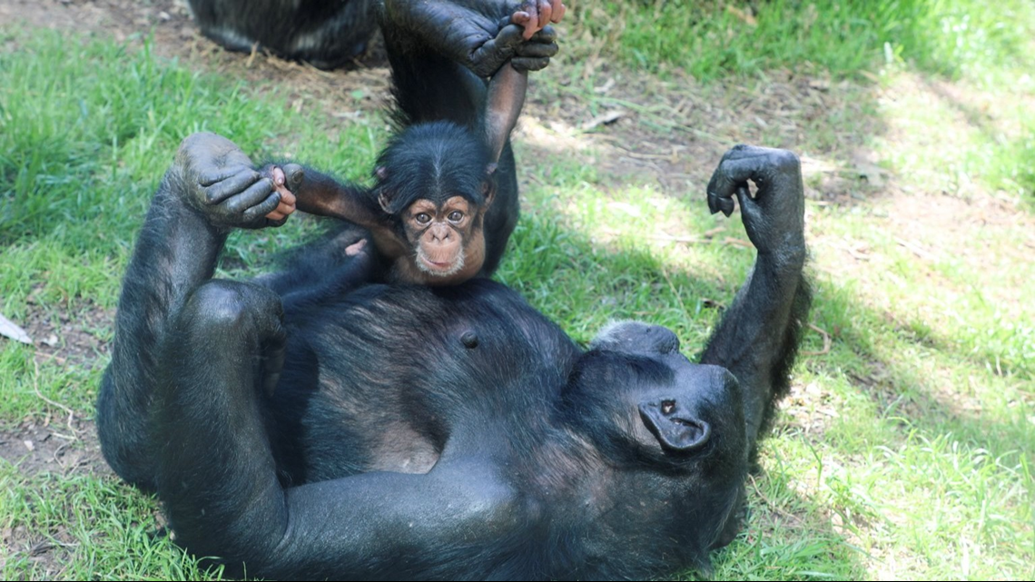 chimpanzee baby name