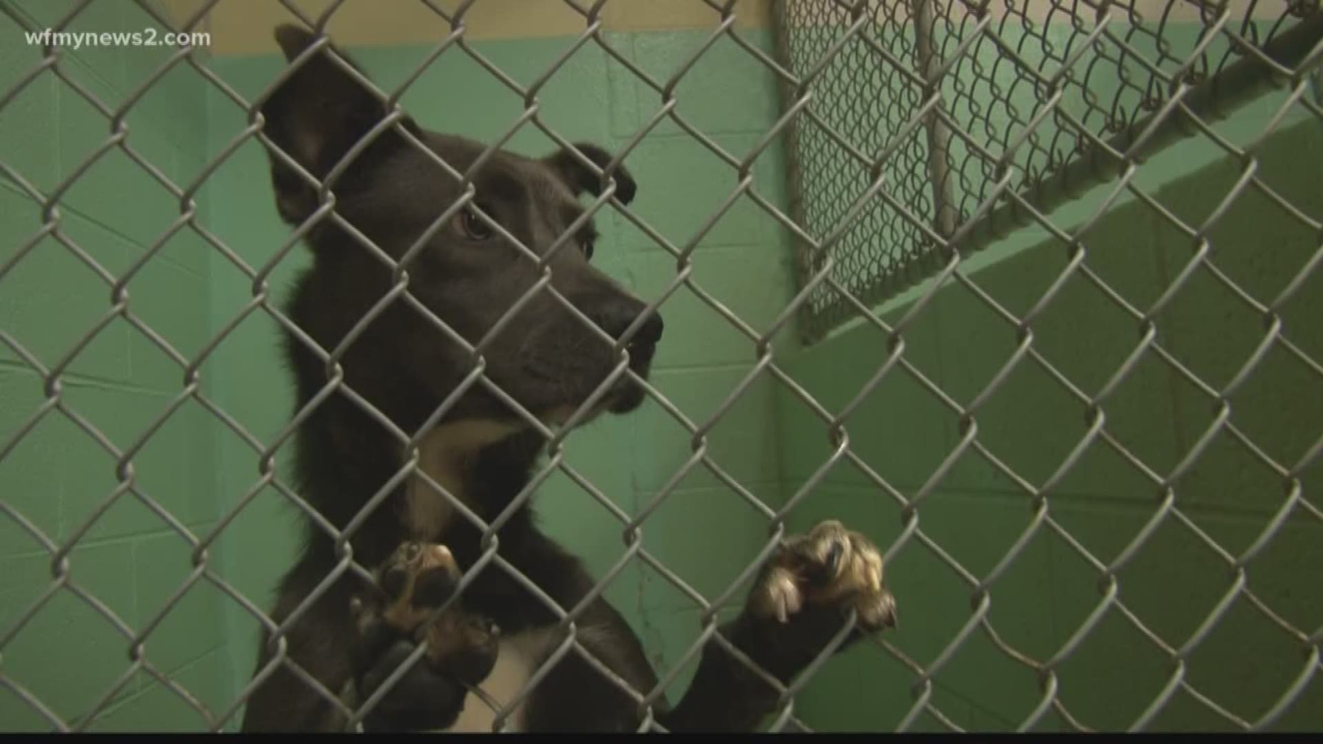 Triad Animal Shelters Work on Overcrowding