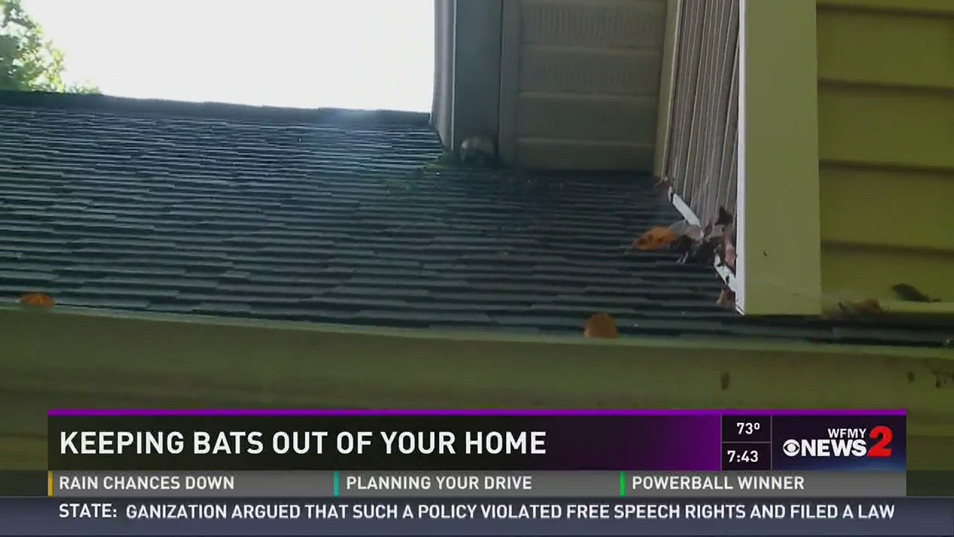 tips-how-to-keep-bats-from-nesting-in-your-home-wfmynews2