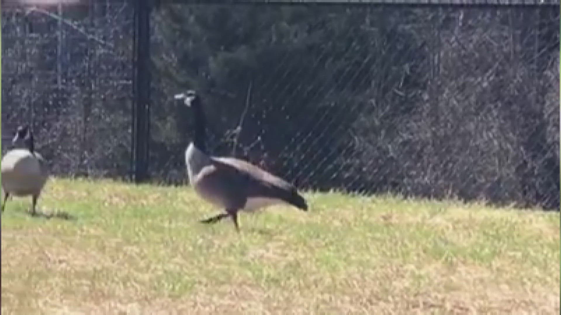 It's that time of year again when you may start to see Canadian Geese taking over ponds and sidewalks.