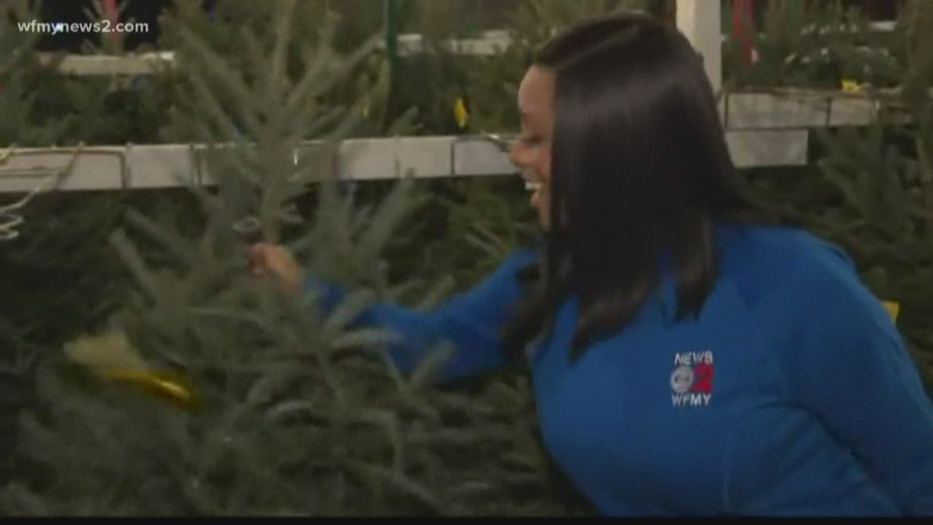 Safer Brand says there could be up to 25,000 bugs in one Christmas tree.