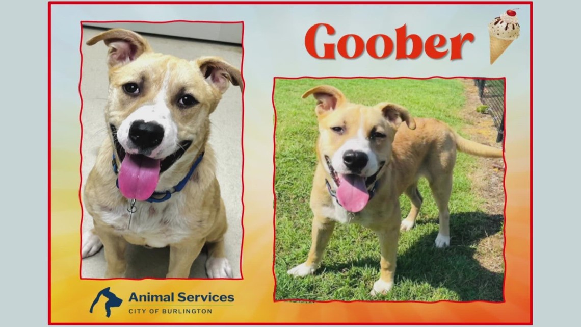 2 the rescue : Meet Goober