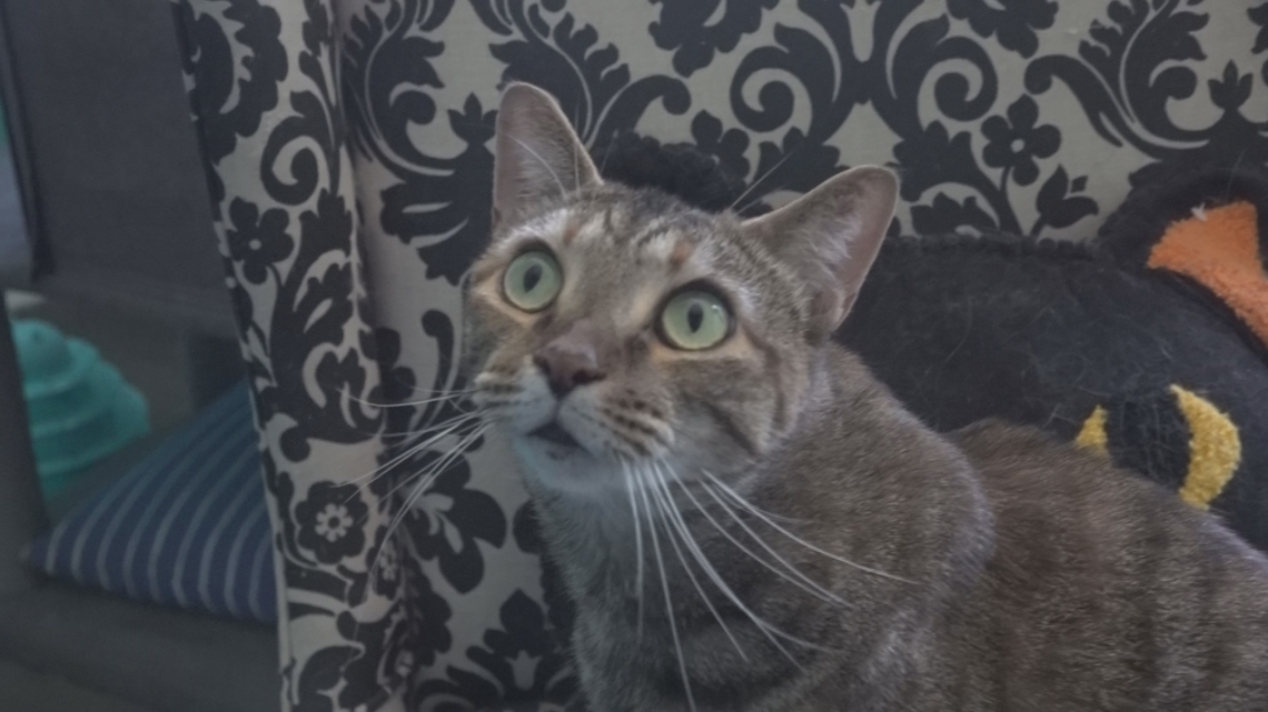 Burlington cat rescue faces costly cleanup after flooding and needs community help to reopen
