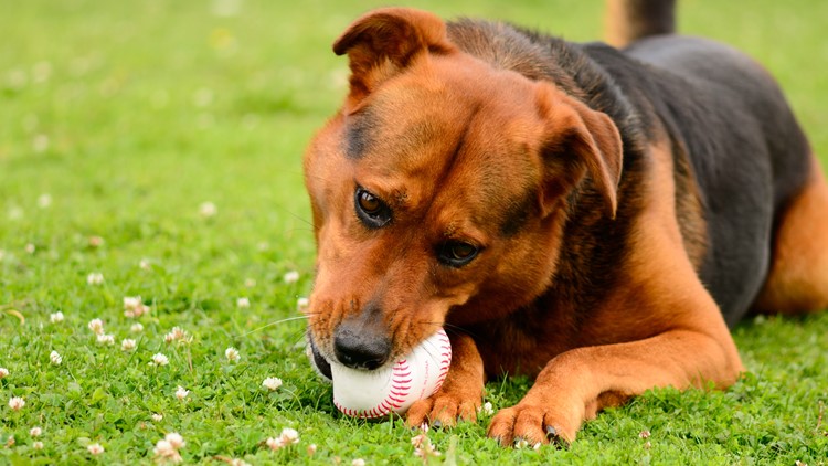 PHOTOS: Bark in the Park at Great American Ball Park, June 7