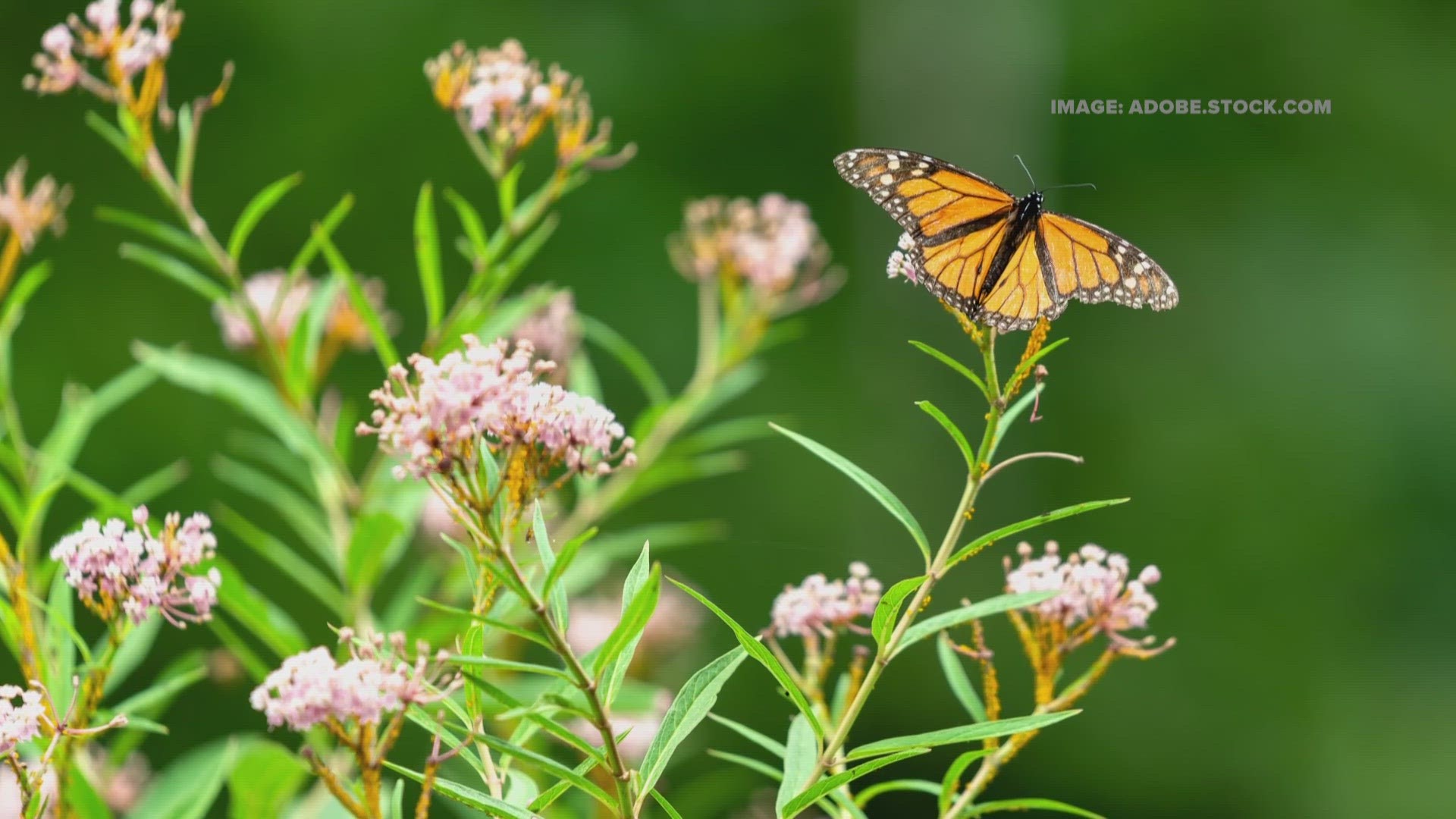 The City just passed new rules for planting on city property. There’s one flower you can add to your garden to make a big impact!