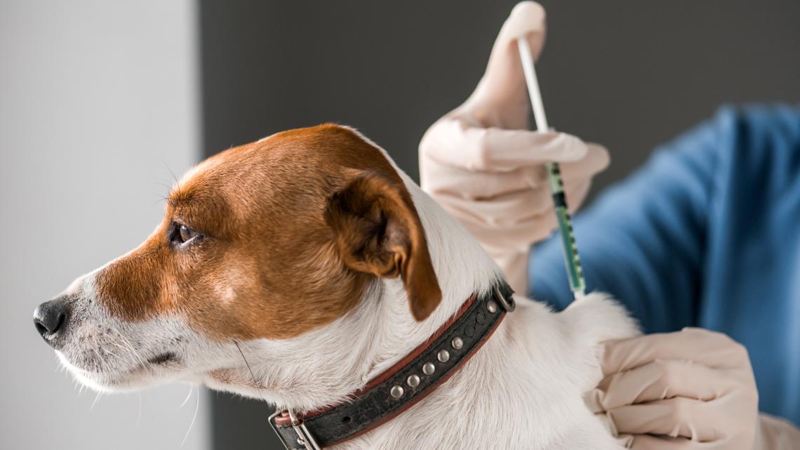 Canine parvovirus outbreak reported in High Point - Vimarsana News
