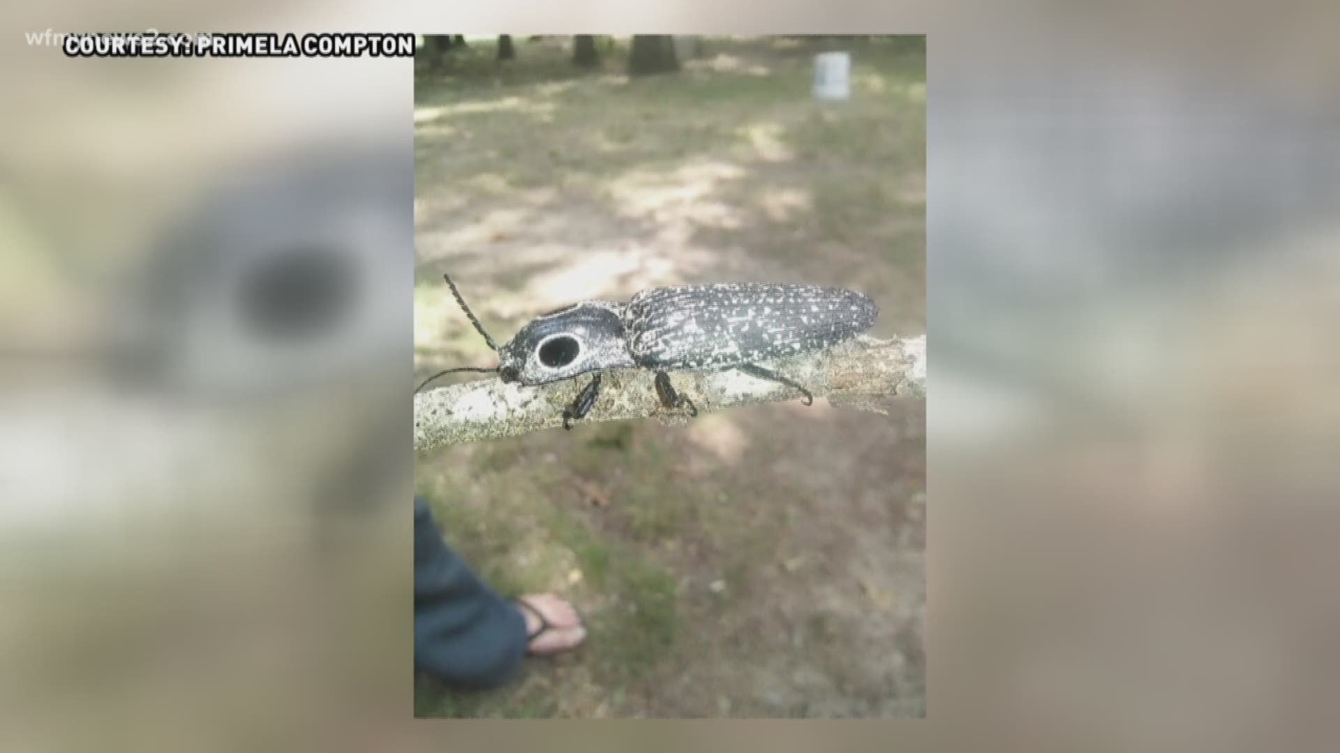 You ask; we VERIFY. A viewer saw this big-eyed bug at her parents’ house in Liberty, NC and said she never had seen anything like it. Turns out, it’s a harmless Click Beetle.