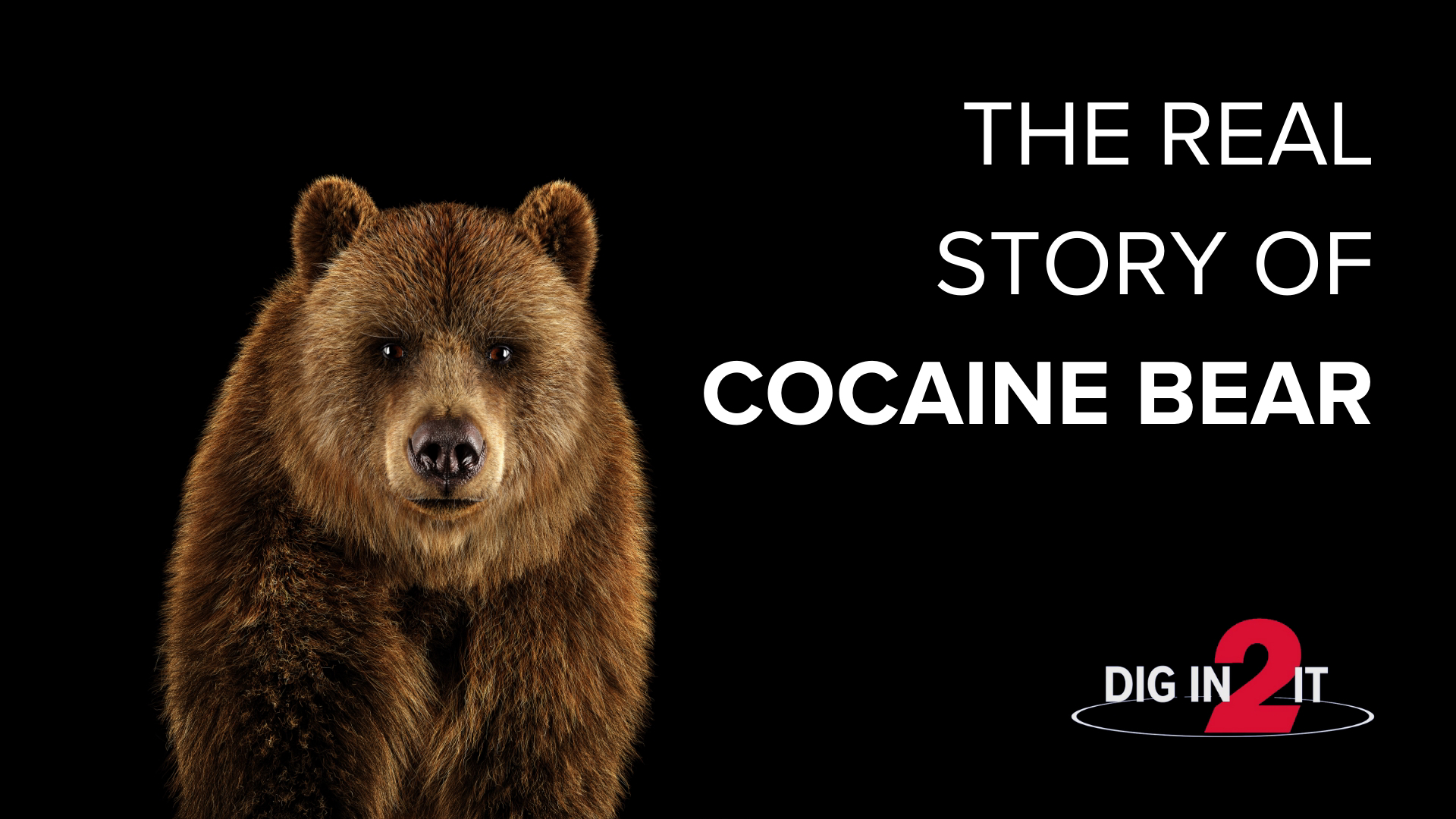 The thriller-dark comedy Cocaine Bear is hitting theaters in February, and there’s some truth behind the story.