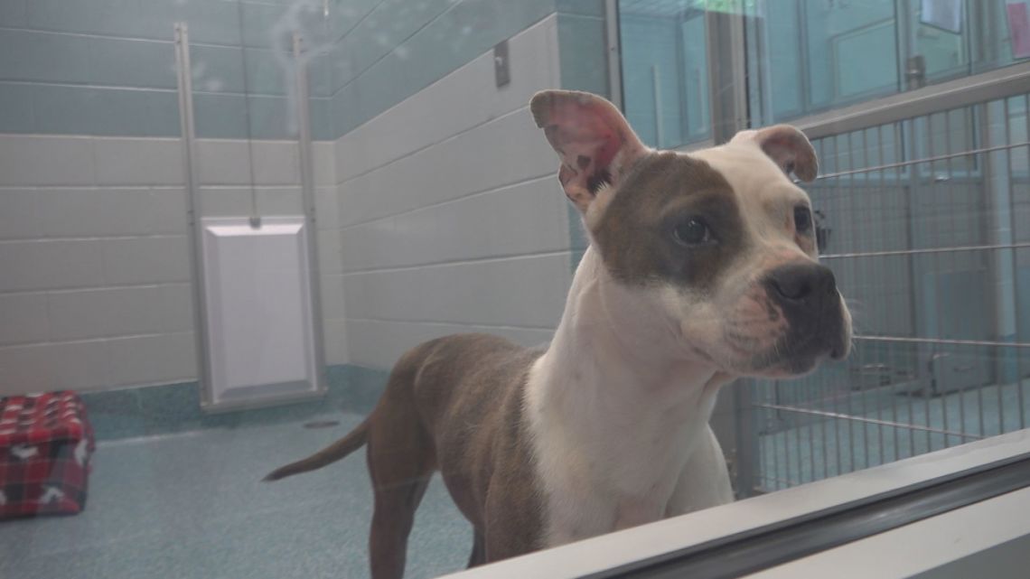 Surge of parvo cases in Guilford County