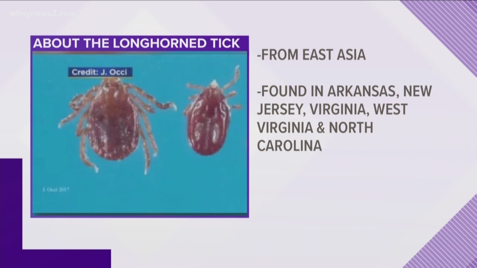 New Tick Species In North Carolina