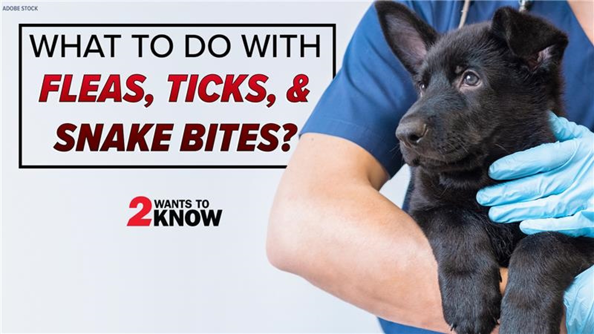 Dr. Kelley Gebhardt with Happy Tails Veterinary Emergency Clinic tells you what to watch for when trying to keep your pets safe from the creepy and crawly.