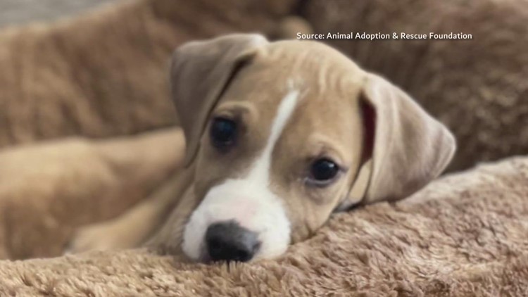 2 the rescue: Meet Rose