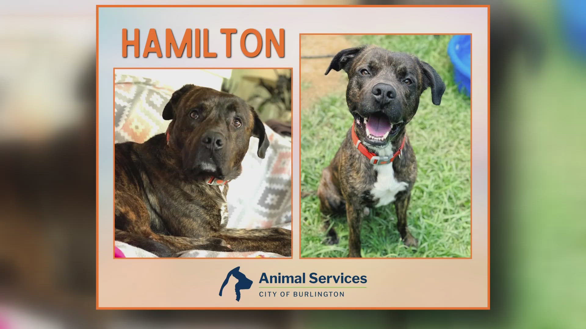 Let's get Hamilton adopted!