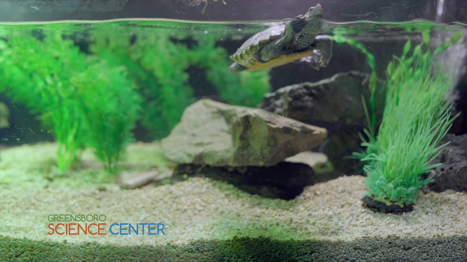 Check out this swimming turtle at the Greensboro Science Center.