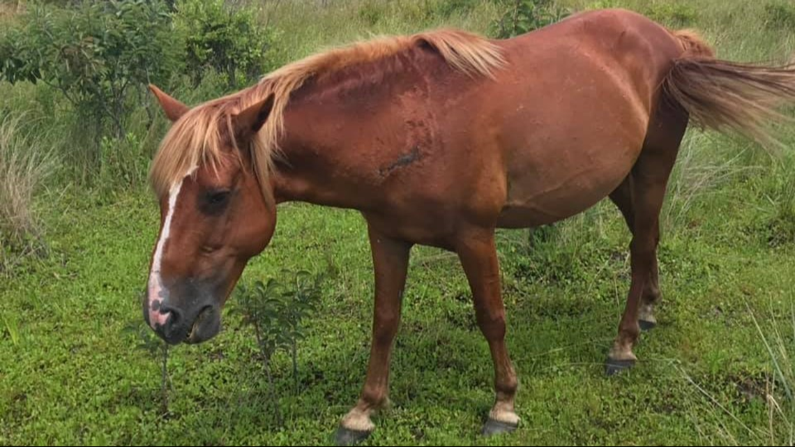 Corolla horse hit by driver at night, search continues for injured ...