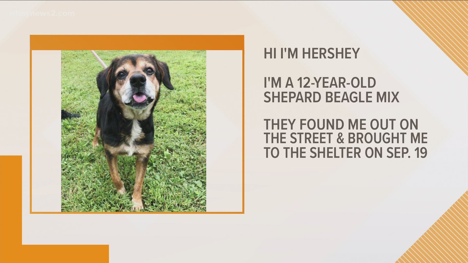 This senior pet is looking for his forever home.