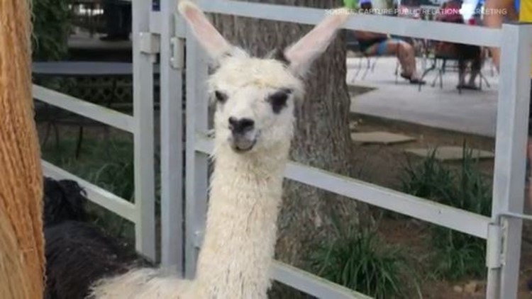 The 'Tour de Llama' is like nothing you've ever seen