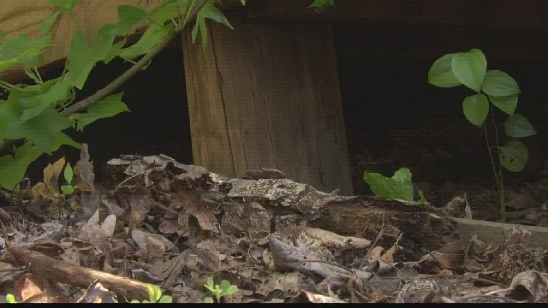 Snake Bites Up Across North Carolina