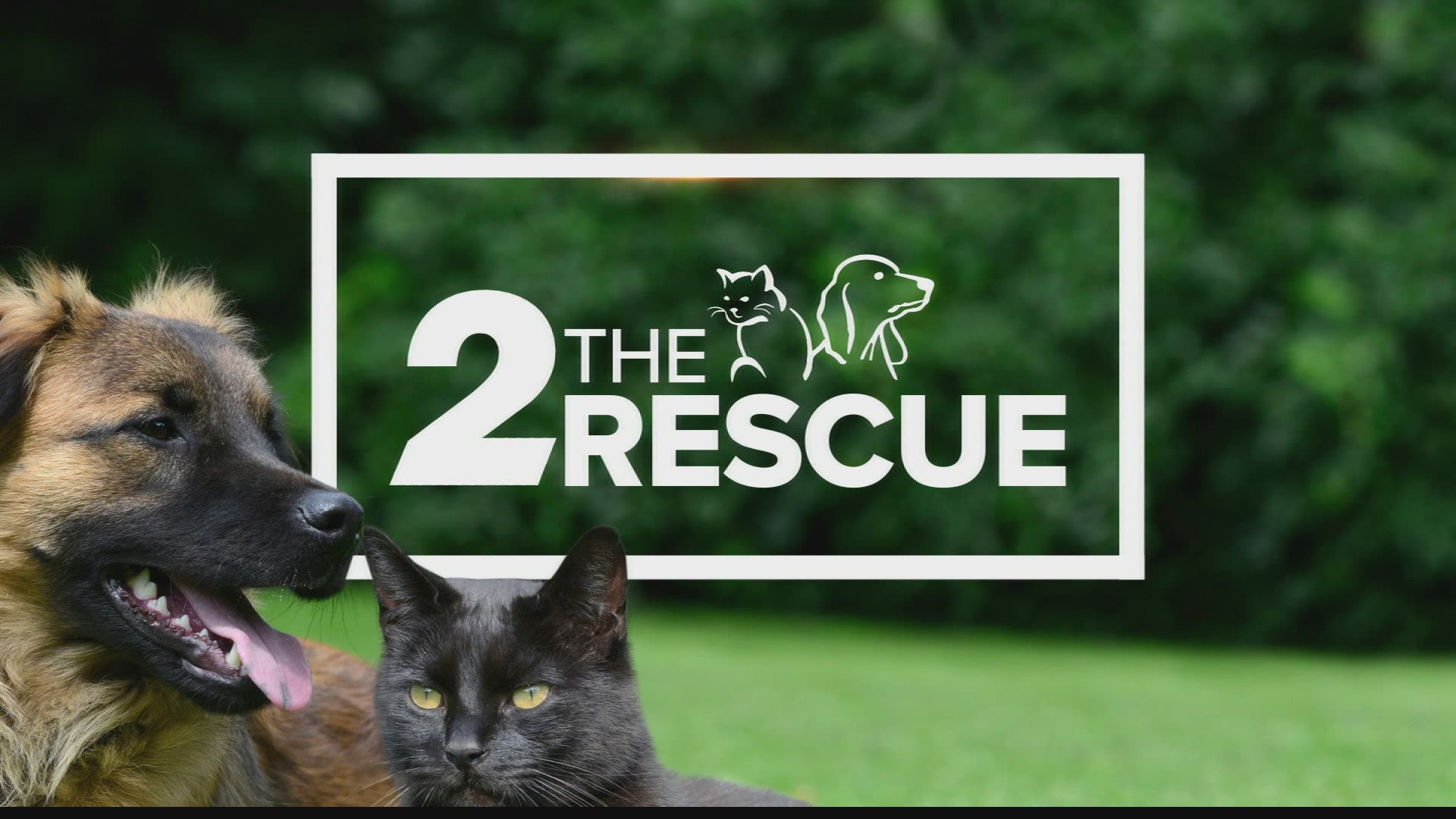 2 The Rescue: Meet Bailey