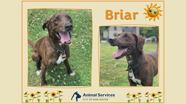 2 the Rescue: Briar