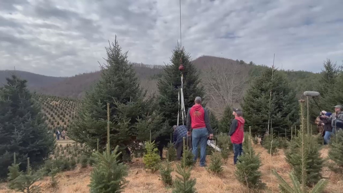 Christmas tree from NC is cut & being sent to the White House ...