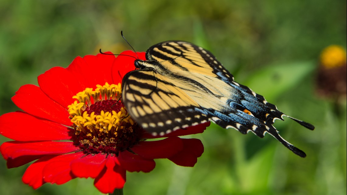 NC Zoo's Kaleidoscope Butterfly Garden Opens