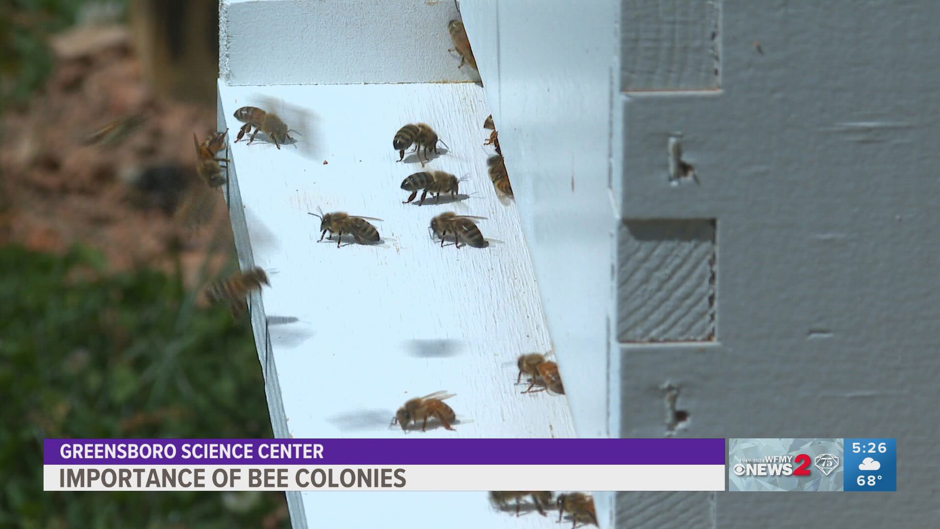 Why it’s important to take care of bees and how they help the environment.