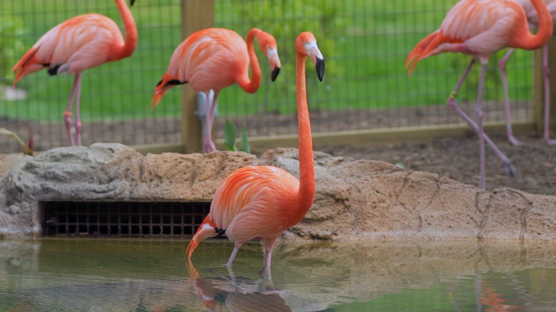 Avian flu hits Guilford County | wfmynews2.com - Vimarsana News