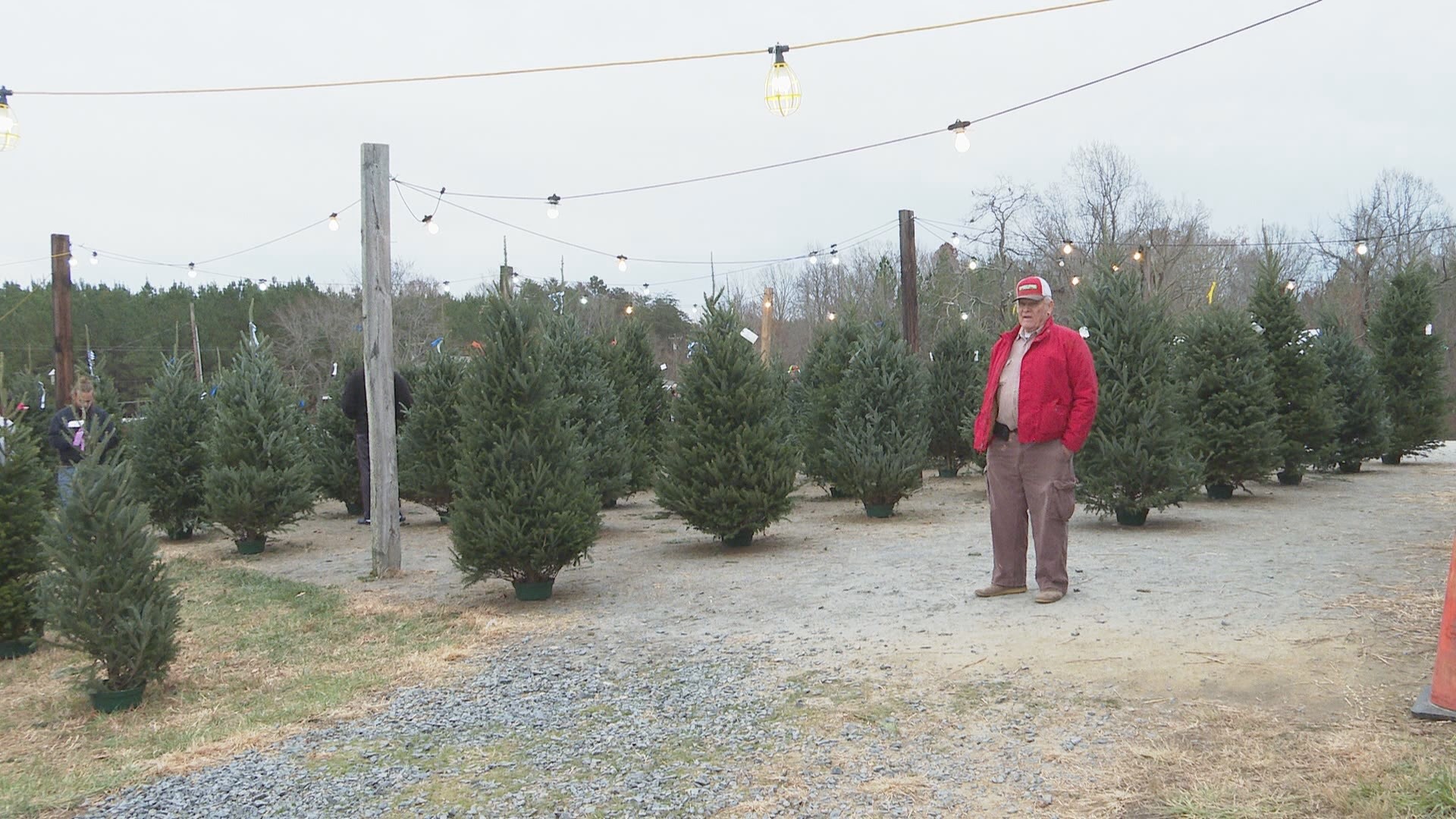 You can expect to pay more for a Christmas tree this season. Here's why.